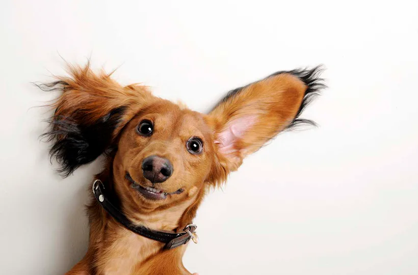 Hunde Fotoshooting Oldenburg