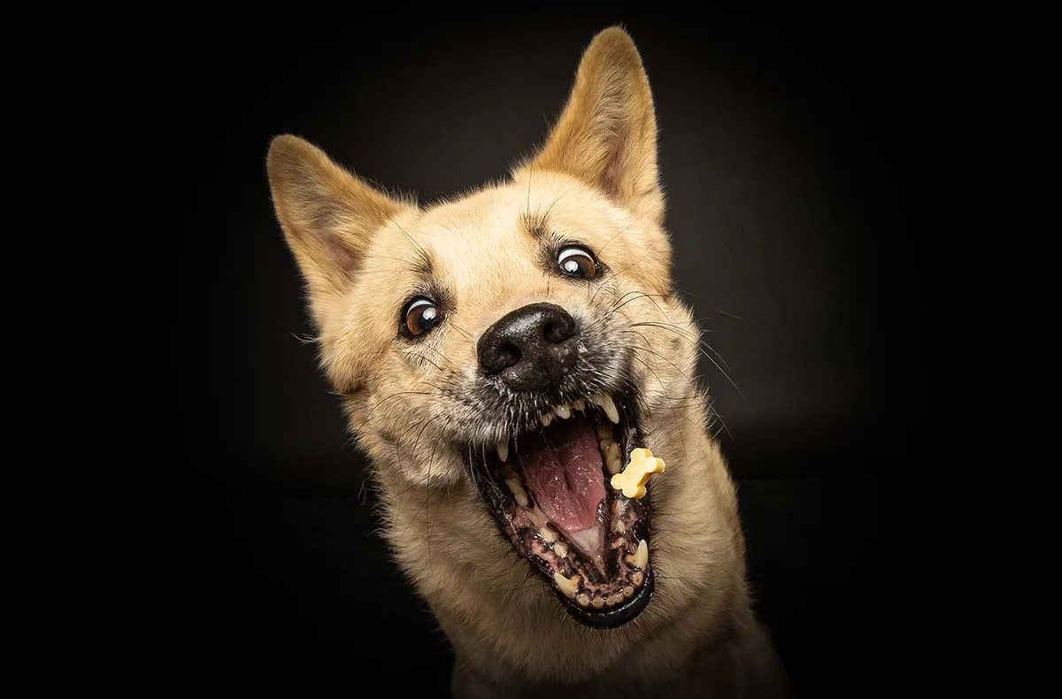 Hunde Fotoshooting Seevetal (Schnapp-Shooting) - 3