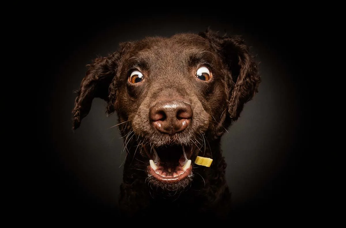 Hunde Fotoshooting Seevetal (Schnapp-Shooting) - 6