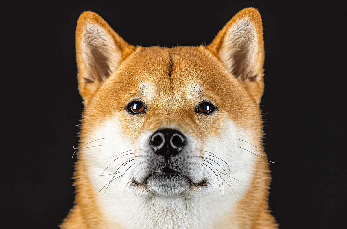 Hunde Fotoshooting Augsburg - 3