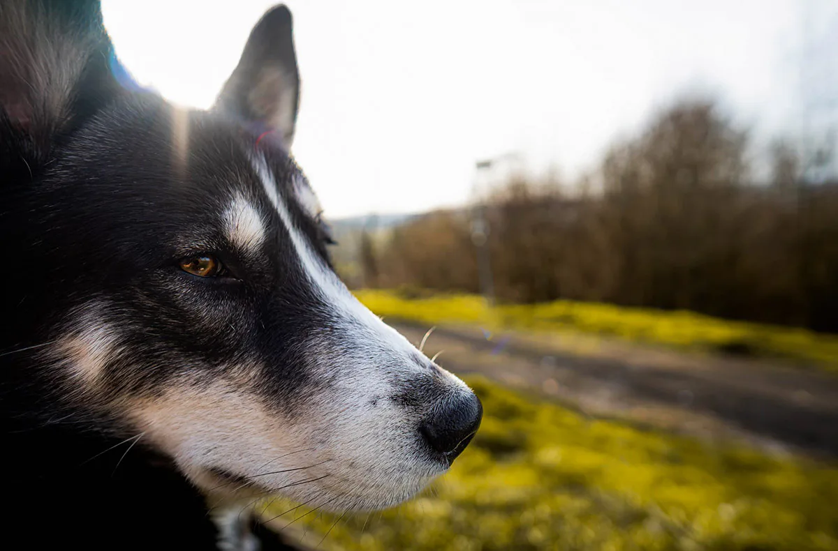 Husky Wanderung Althütte - 2