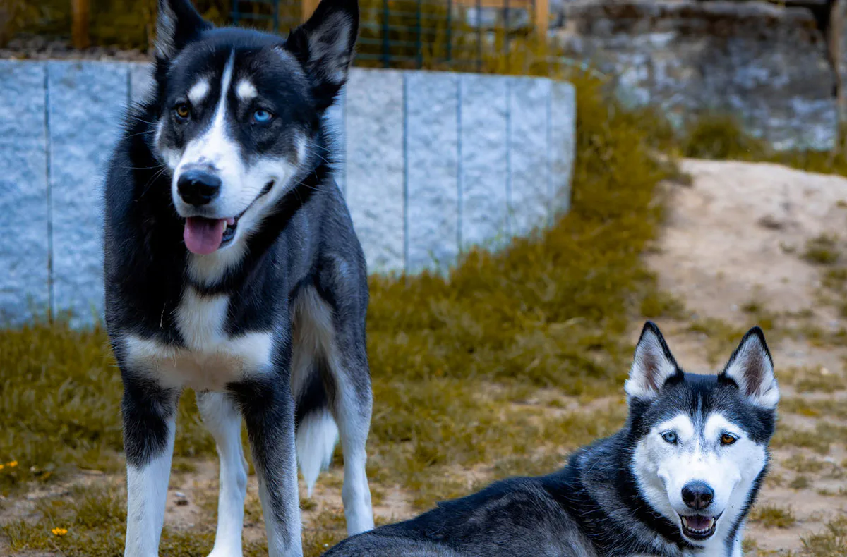 Husky Wanderung Althütte - 3