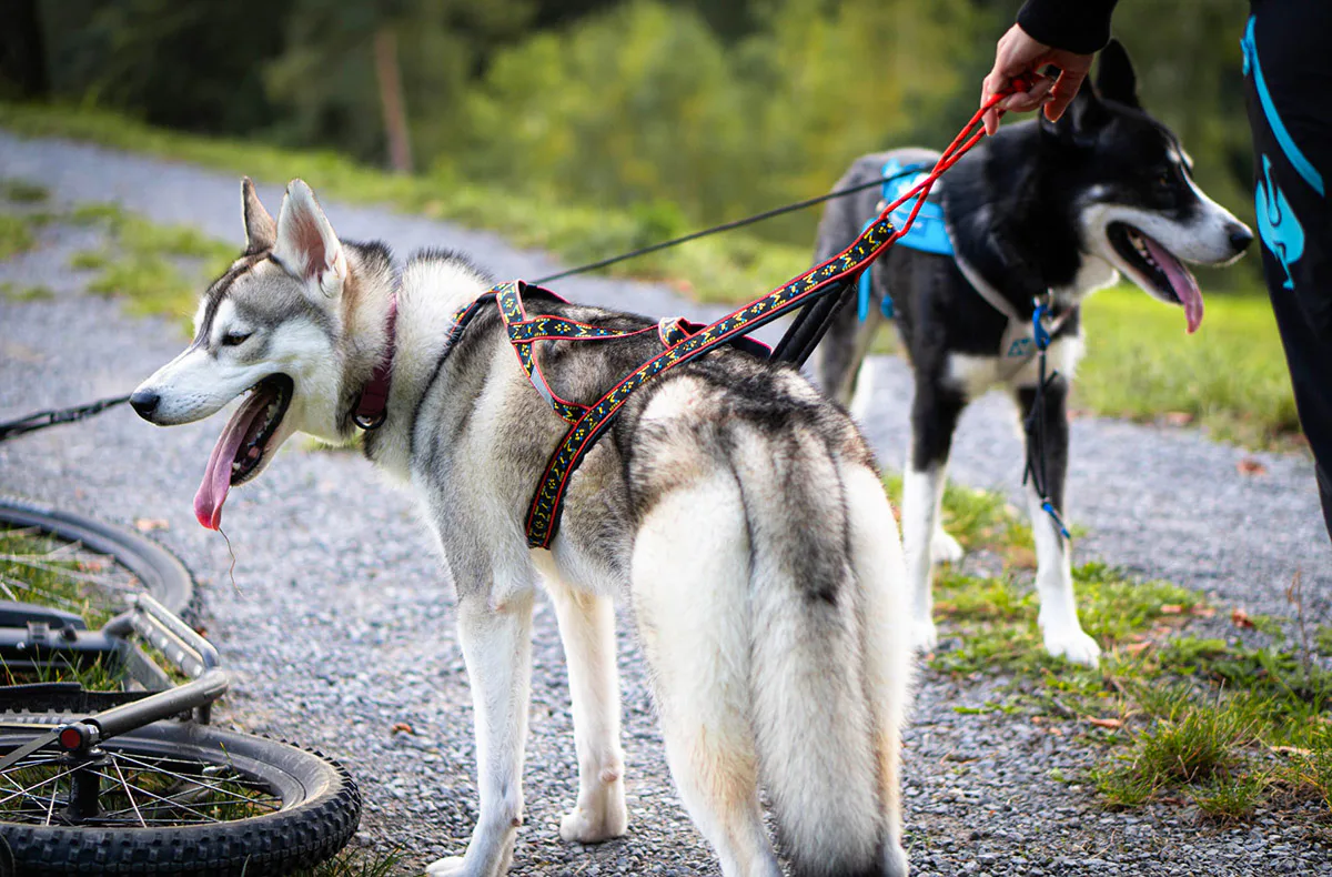 Husky Wanderung Althütte - 4