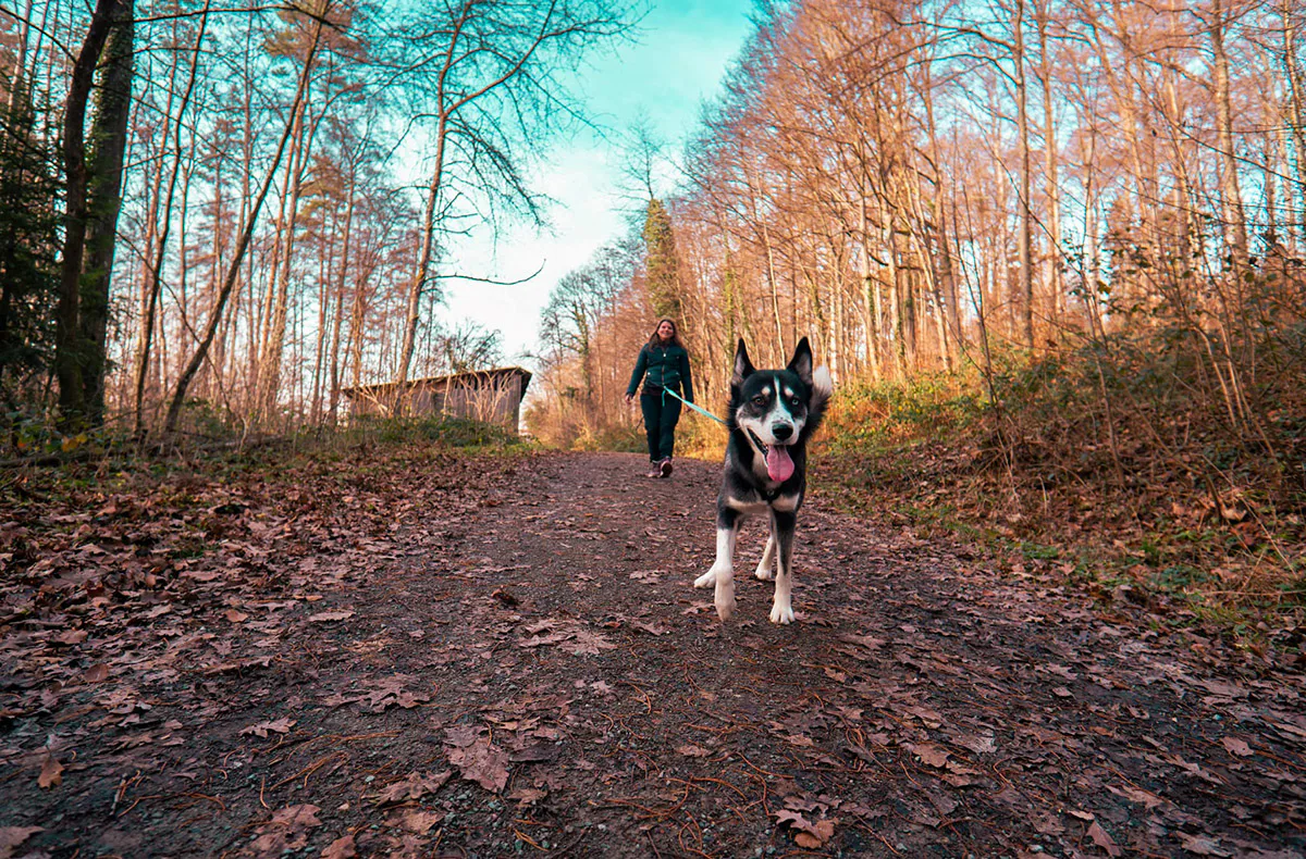 Husky Wanderung Althütte - 5