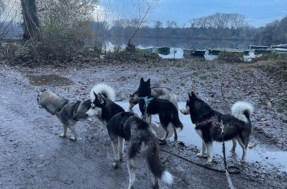 Husky Wanderung Eggenstein-Leopoldshafen