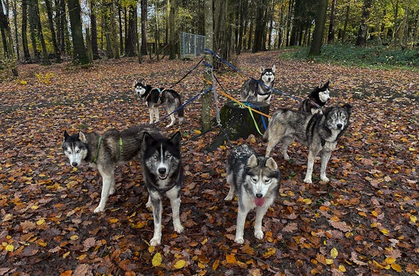 Husky Wanderung Karlsruhe