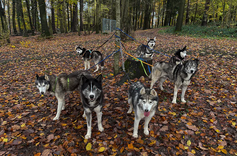 Husky Wanderung Karlsruhe