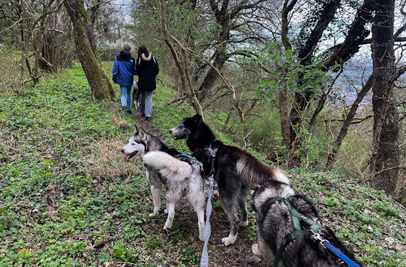 Husky Wanderung Eggenstein-Leopoldshafen