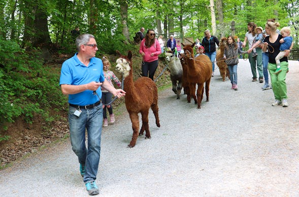 Alpaka Wanderung Kraichtal für 2 (3 Std.)