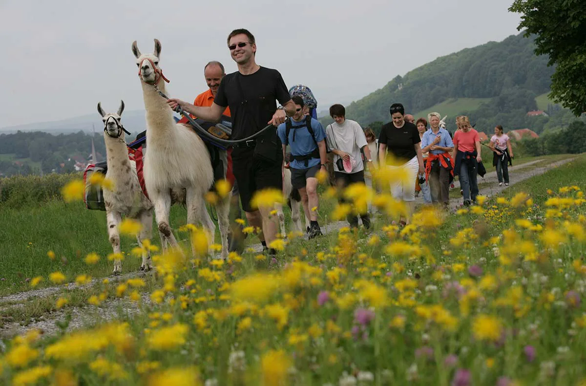 Lama-Trekkingtour Poppenhausen - 2