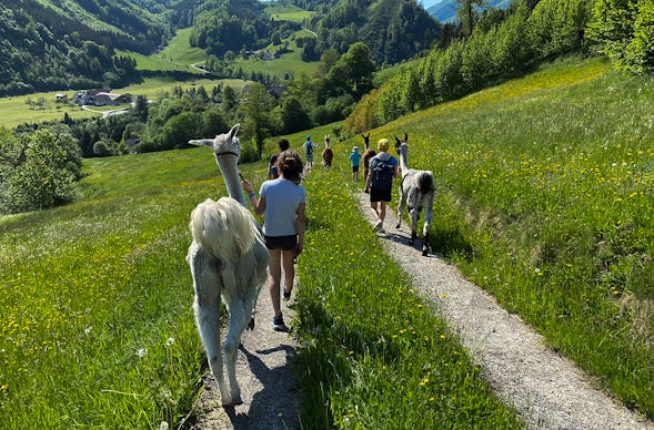 Lamawanderung Molln (Okt. - Mai)