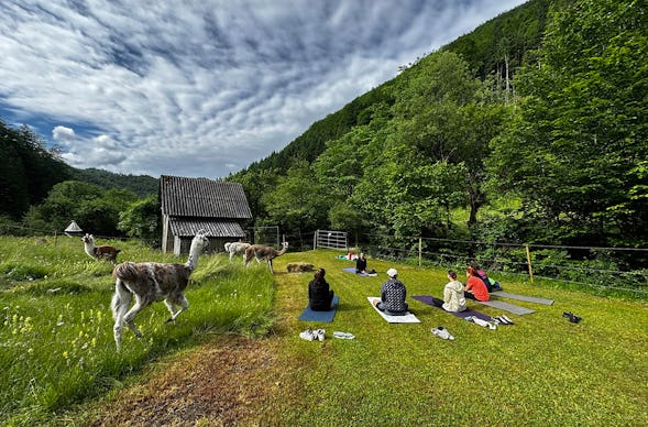 Lama Wanderung mit Yoga & Brunch