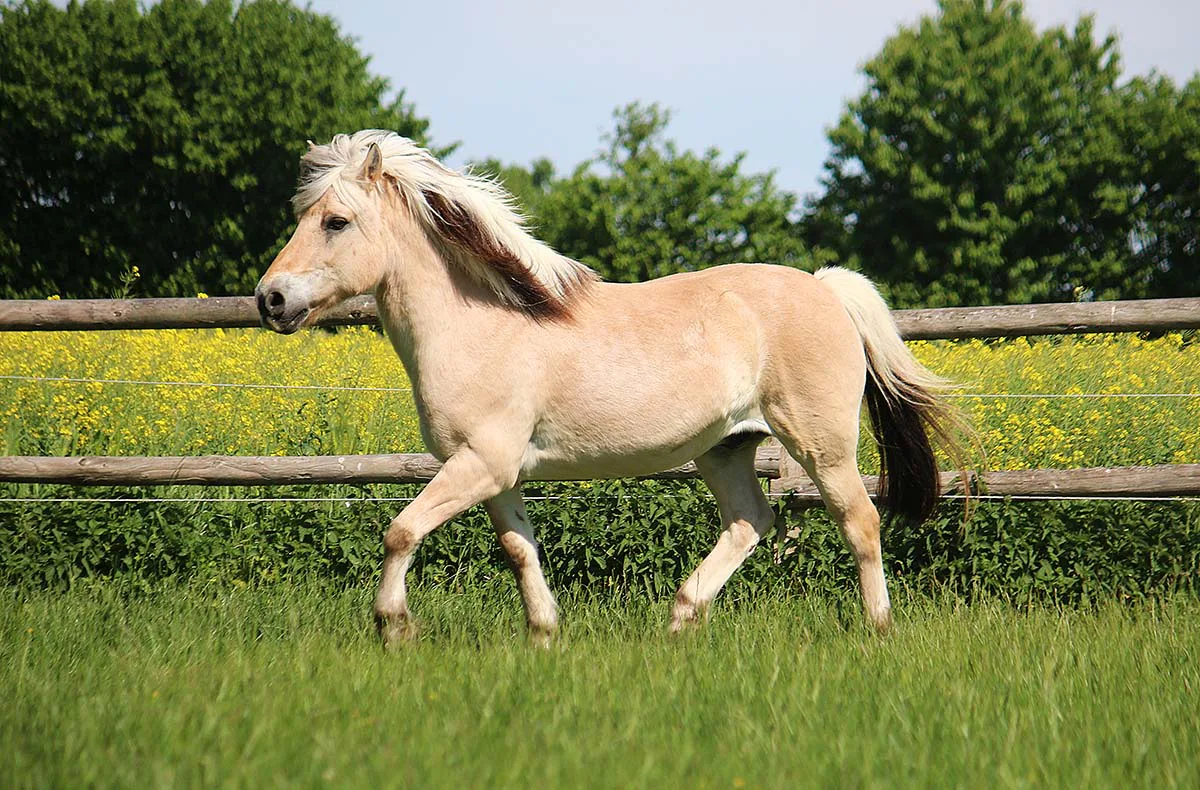 Pony Sparziergang Taufkirchen für 2 - 1
