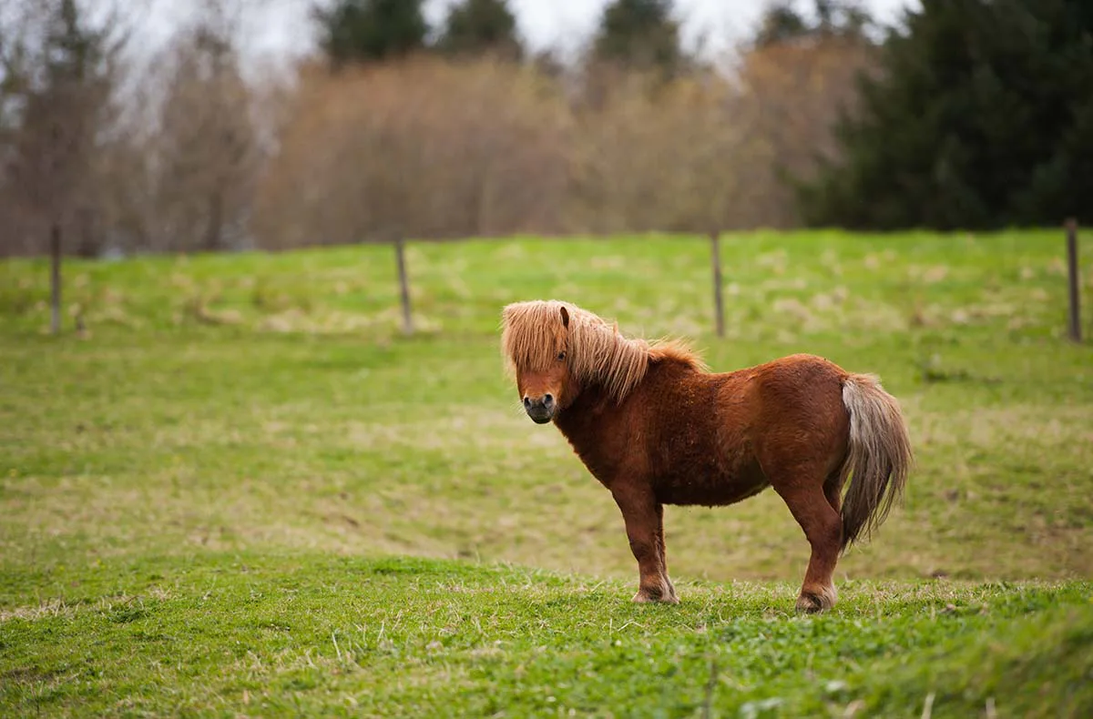 Pony Sparziergang Taufkirchen für 2 - 4