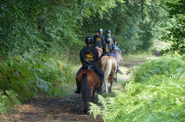 Rennreiten für Einsteiger Bad Doberan