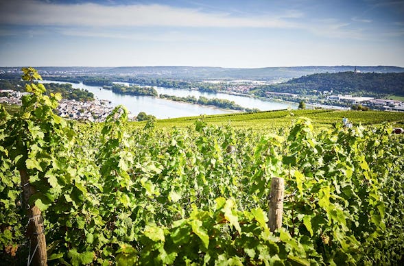 Schlenderweinprobe Eltville