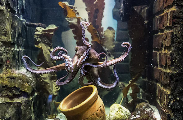 Sea Life Oberhausen (Kinder-Ticket)