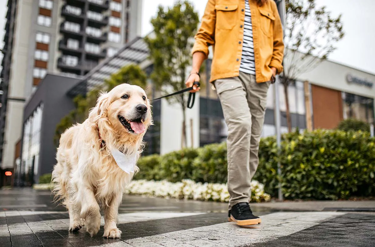 Städtetrip mit Hund Düsseldorf für 2 (1 Nacht) - 1
