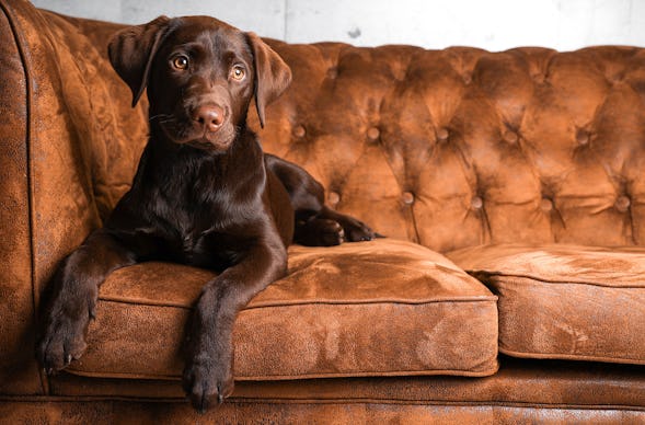 Tier Fotoshooting Ludwigsburg