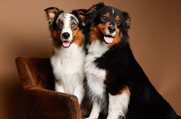 Tier Fotoshooting Mönchengladbach