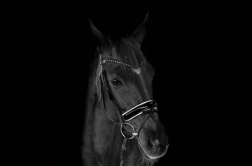 Tier Fotoshooting Linz