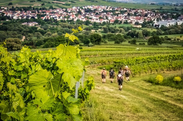 Weinbergwanderung Markt Nordheim