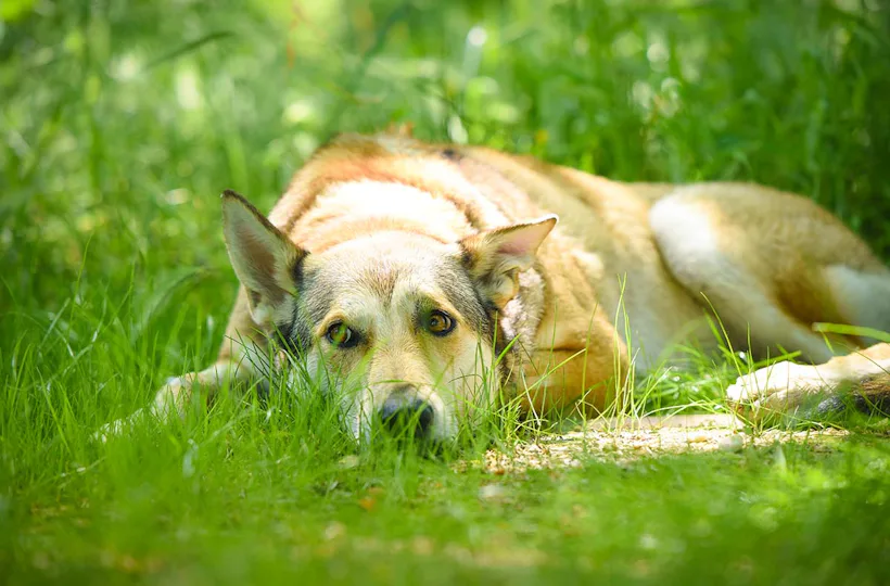 Wolfhundekuschelstunde Büren